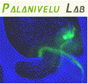 Ravi Palanivelu's Lab