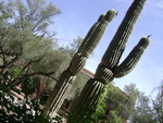 Saguaro Data