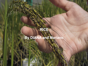 Rice Camp I